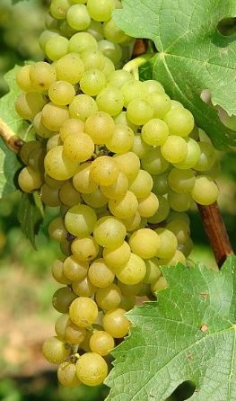 Grapes White