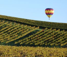 Vineyard Baloon