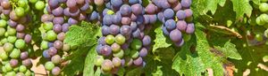 Grape art Oct Grape art Oct