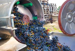 Grape Harvest Jan 2021 Grape Harvest Jan 2021