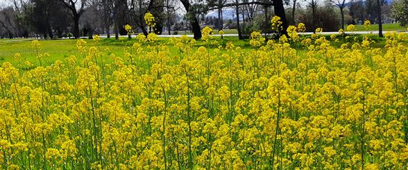 Mustard in March