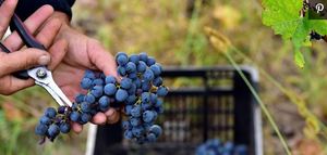 Grapes Harvest Hand Sissors Grapes Harvest Hand Sissors