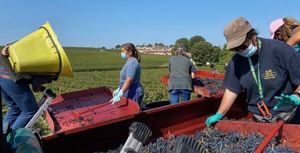 Bordeaux Harvest 2020 Bordeaux Harvest 2020