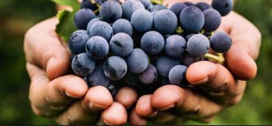 Grapes in hand