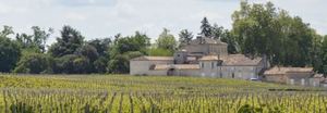 Vineyard Cheval Blanc